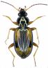 Bembidion bualei bualei